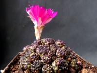 Thumbnail of 1836_Sulcorebutia rauschii albiflora R289_20140515_02(1).JPG